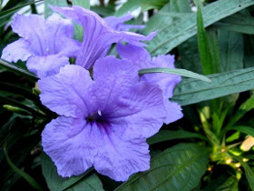 Ruellia plant